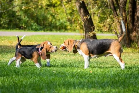 Dog beagle on the grass Stock Photos