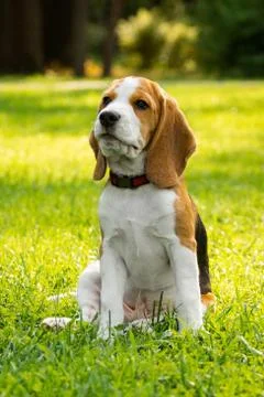 Dog beagle on the grass Stock Photos