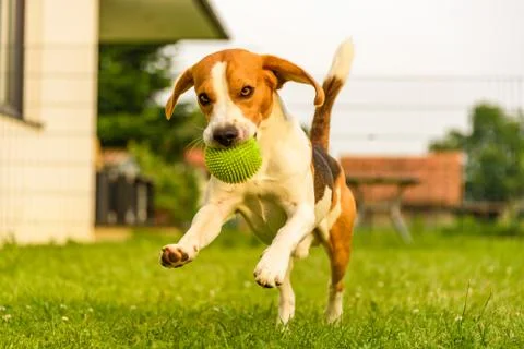 Dog Beagle having fun running and jumping with a ball in a garden Stock Photos