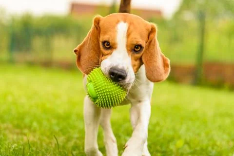 Dog Beagle having fun running and jumping with a ball in a garden Stock Photos