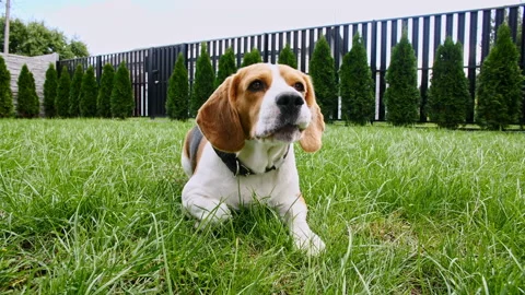 Dog Beagle lying at grass in a green park and barks. Top view Dog training Video stock 164675909