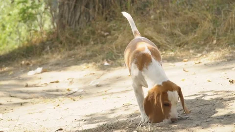 Dog beagle in nature Stock Footage 81766171