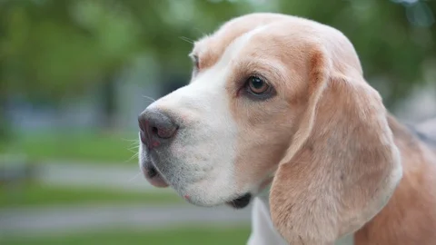 Dog Beagle In The Park Stock Footage 112619709