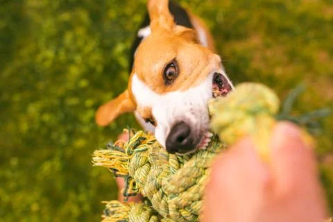 Dog beagle Pulls a rope and Tug-of-War Game with owner Stock Photos