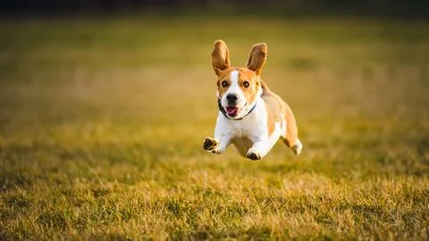 Dog Beagle running fast and jumping with tongue out through green grass field Stock Photos