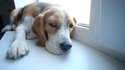 Dog Beagle sleeping on the windowsill Stock Footage 78097566