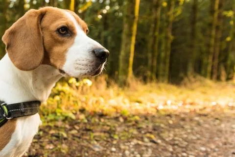 Dog beagle stands on path in forest portrait on left Stock Photos