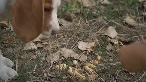 Dog beagle what it is looking for Stock-Footage 83810458