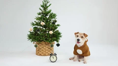 A dog in a bear costume stands next to a green spruce tree and an alarm clock Stock Footage 255856660