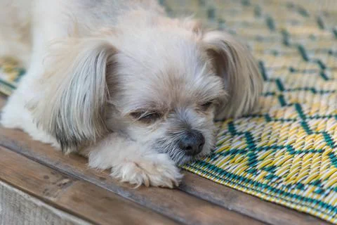 Dog on bed and looking at something when travel Foto stock