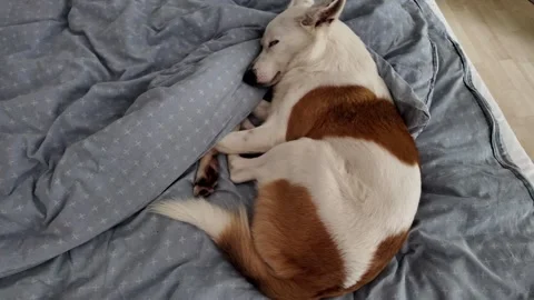 Dog in the bed. Stock Footage 317679474