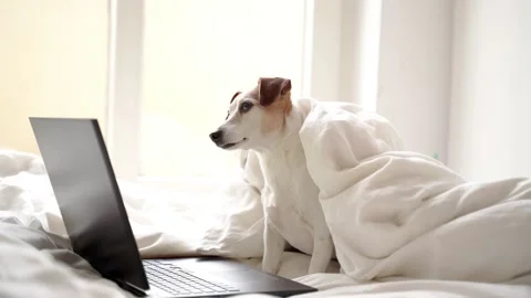 Dog bed freelancer remote work home using computer notebook Stock Footage 146893263