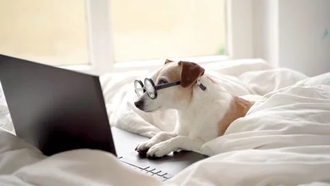 Dog bed freelancer remote work home using computer notebook Stock Footage 146893307