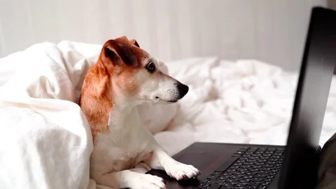 Dog bed freelancer remote work home using computer notebook Video stock 146895761