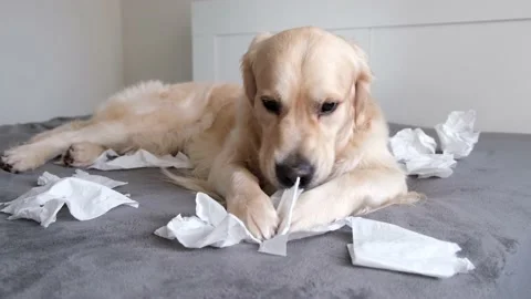 The dog on the bed gnaws at white napkins from excitement or play. Stock Footage 155003540