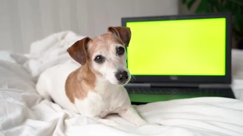 Dog bed green screen chromakey Vídeo Stock 146898652