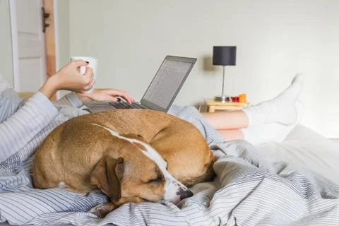 Dog in bed with human Stock Photos
