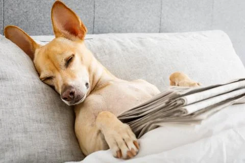 Dog in bed with  newspaper Fotos Stock