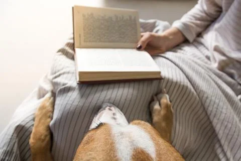 Dog in bed with owner who is reading book Stock Photos