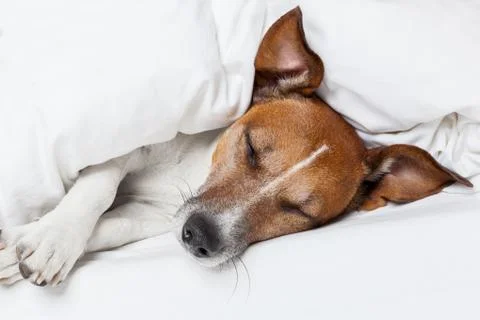 Dog in bed Stock Photos