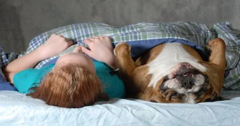 Dog in bed Stock Photos
