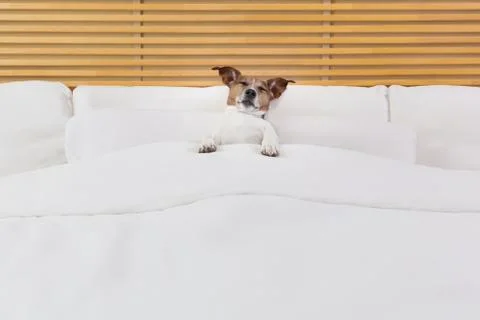 Dog in bed Foto stock