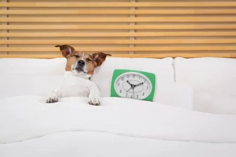 Dog in bed Stock Photos