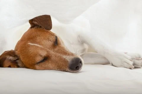 Dog in bed Stock Photos