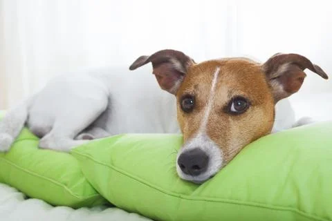 Dog in bed Photos