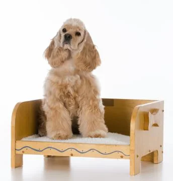 Dog on a bed Foto stock