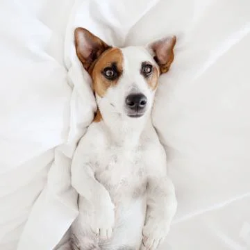 Dog at bed Stock Photos