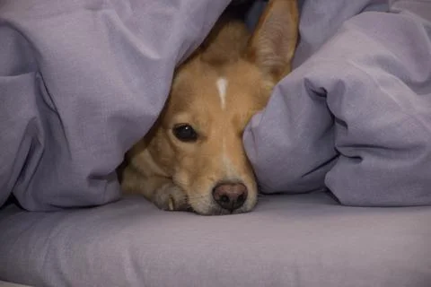 Dog in bed Foto stock