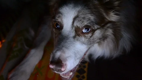 Dog on a bed portrait Stock Footage 102254153