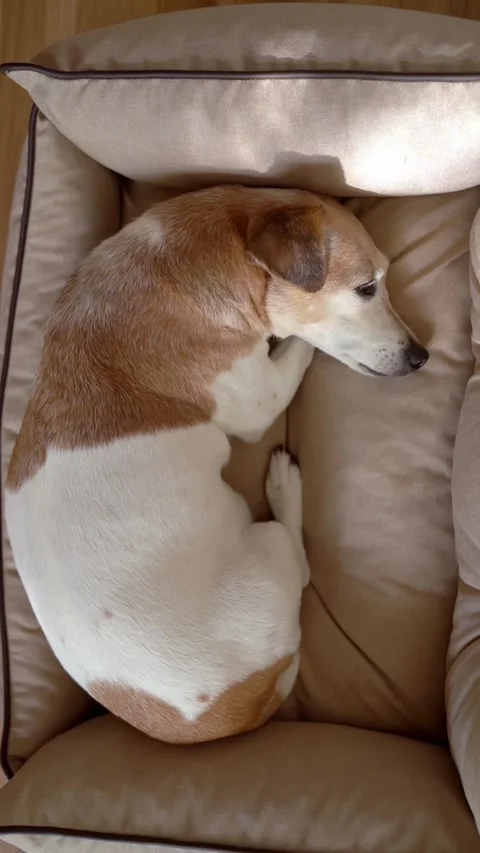 Dog bed sleep on sofa top view Stock-Footage 323376504