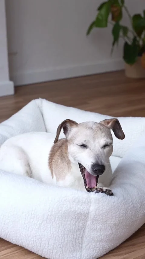 Dog bed sleep vertical Vídeo Stock 323376500