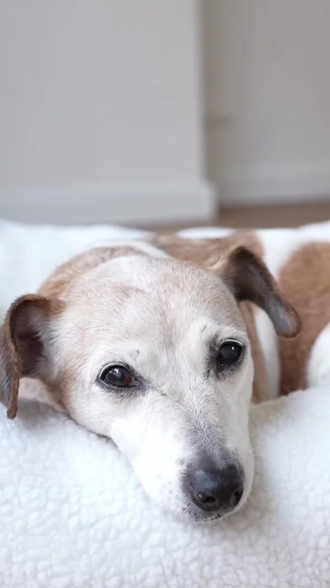 Dog bed sleep vertical video Vídeo Stock 323376496