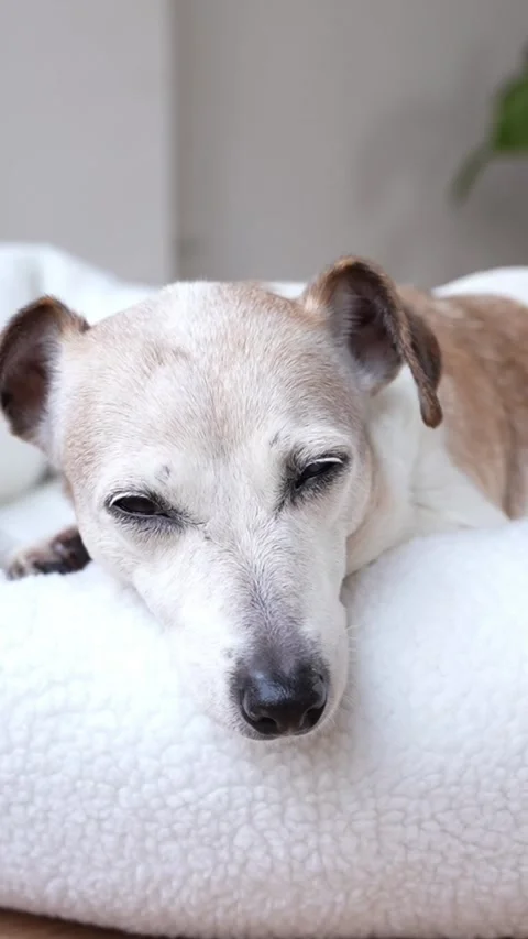 Dog bed sleep vertical video Vídeo Stock 323376516