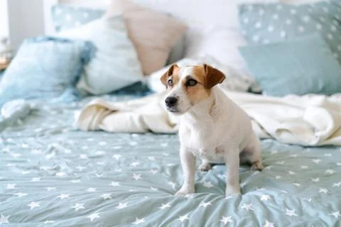 Dog on a Bed with Star Pattern Cotton Bedding and Linen Textile Stock Photos