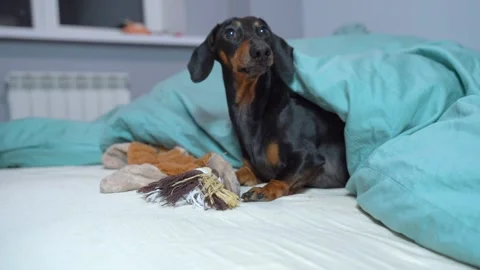 A dog in bed under a blanket chews a soft toy, distracted, reaction to sound Stock Footage 278493964