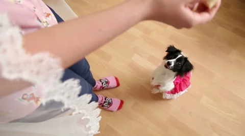 Dog begging for food from the hostess Stock Footage 50530864