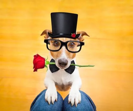 Dog begging on lap Foto stock