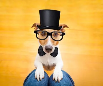 Dog begging on lap Foto stock