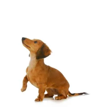 Dog begging Stock Photos