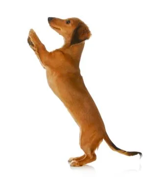 Dog begging Stock Photos