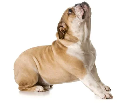 Dog begging Stock Photos
