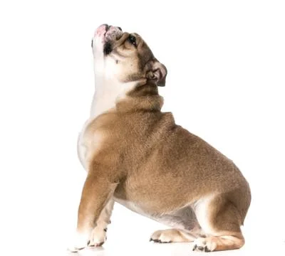 Dog begging Stock Photos