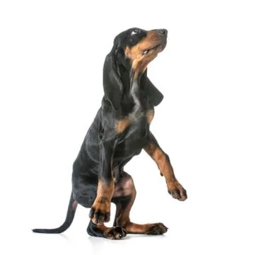 Dog begging Stock Photos