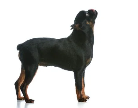 Dog begging Stock Photos