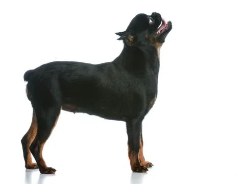 Dog begging Stock Photos