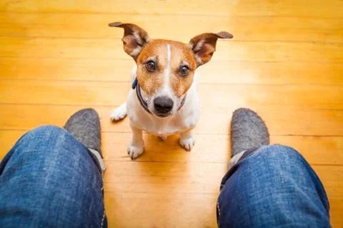 Dog begging Stock-Fotos